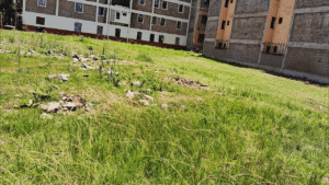 Overgrown field with scattered rocks and nearby buildings.